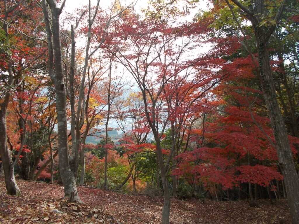 12：35　最上山の紅葉