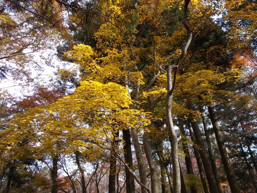12：39　最上山の紅葉