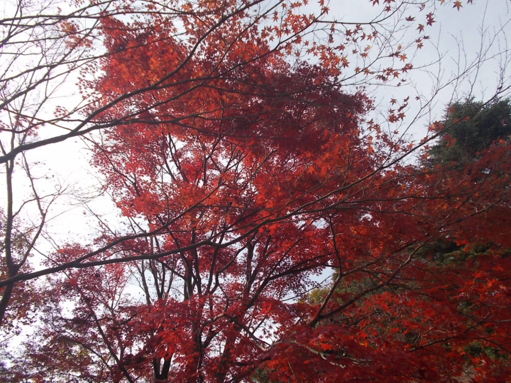12：43　少し下りたところの最上山の紅葉