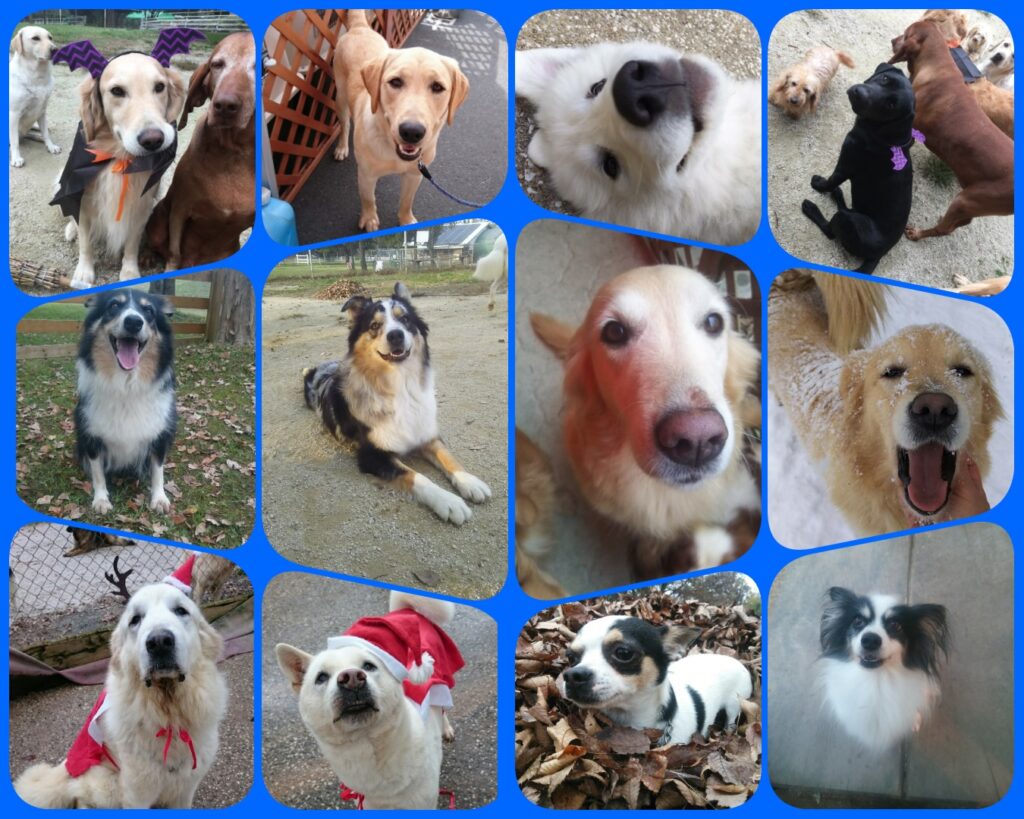 大山トム・ソーヤ牧場