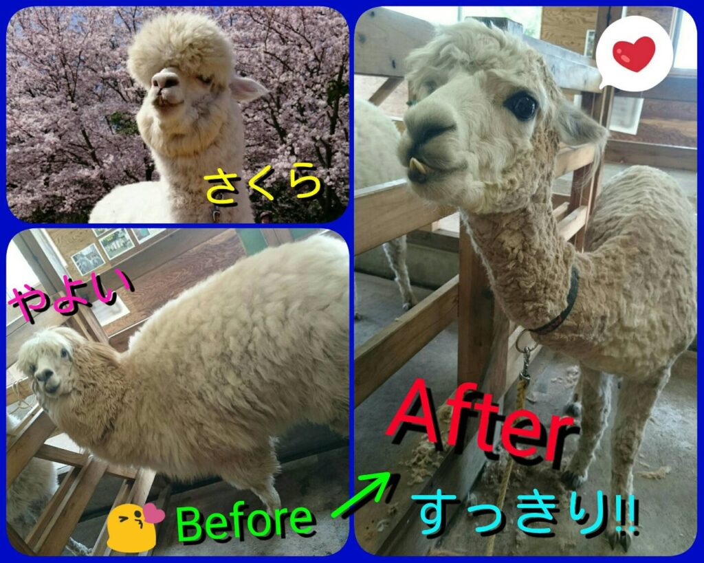 大山トム・ソーヤ牧場