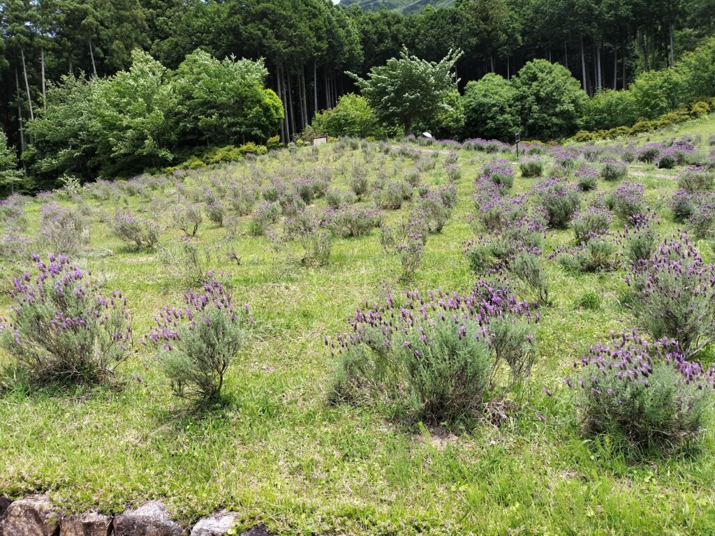 ラベンダーパーク多可