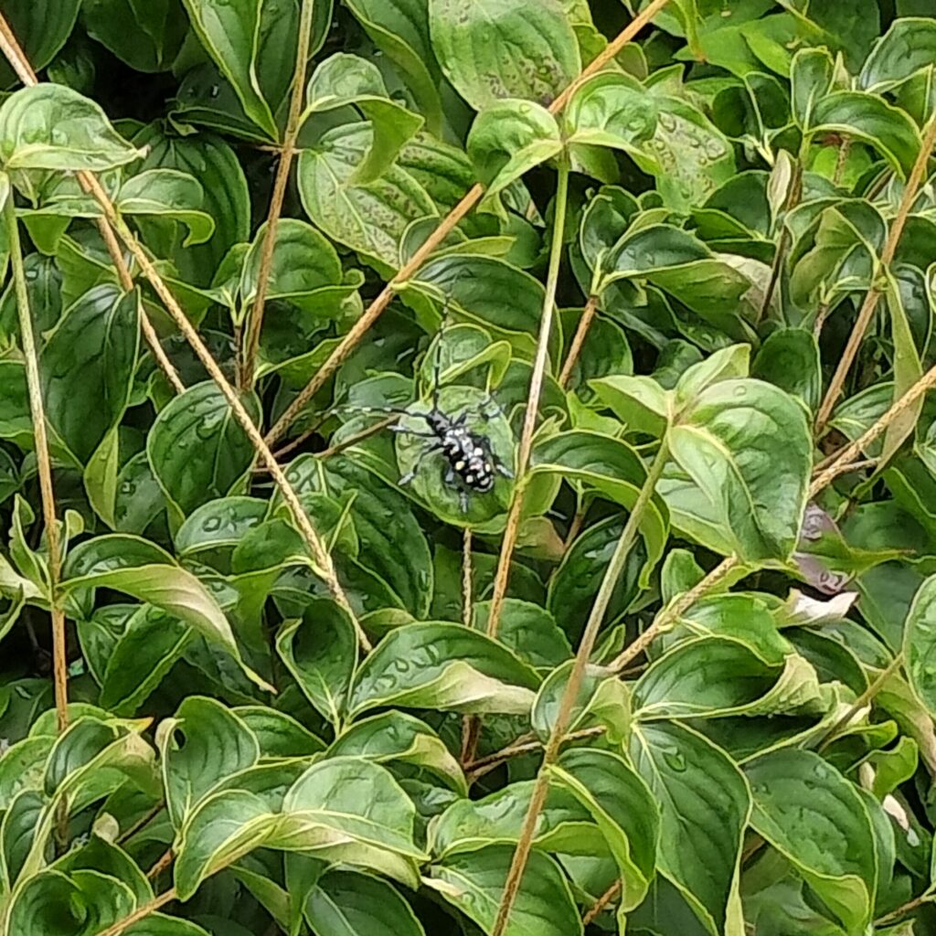 ゴマダラカミキリ